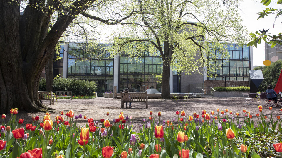 Colorful tulips are in the foreground of an outdoor scene. A person sits on a bench beyond the tulips facing a large tree nearly in bloom. A large, glass walled building is in the distance