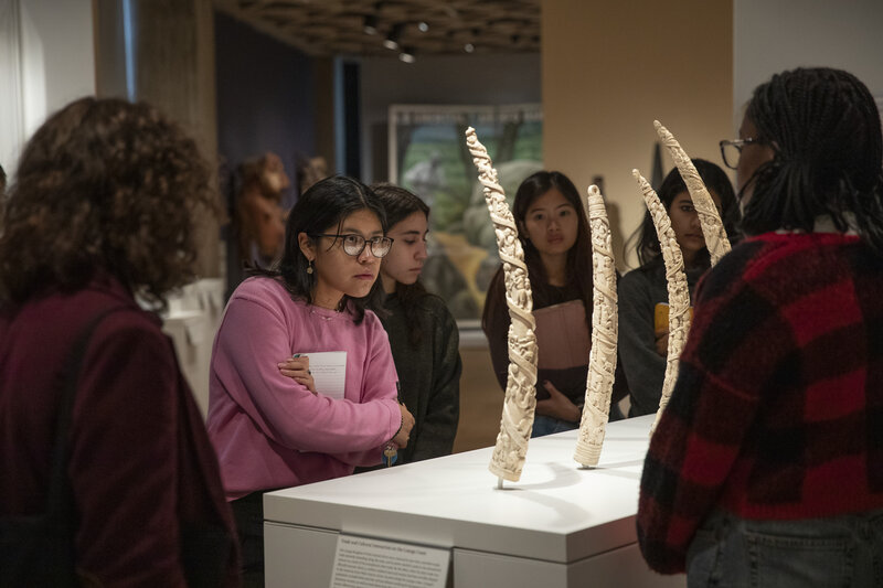 A group of five students gaze at a display of four intricately carved ivory and graphite elephants tusks mounted on a gray case.